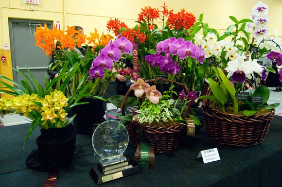 'Orchid sickness' hits Scarborough, draws flower's fans to annual show ...