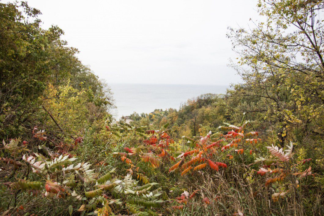 fall foliage at Scarborough Bluffs