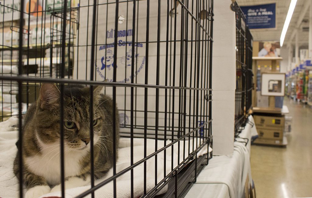 Pet adoption event the cat's meow - The Toronto Observer