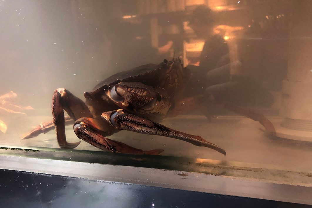 Crab in a tank