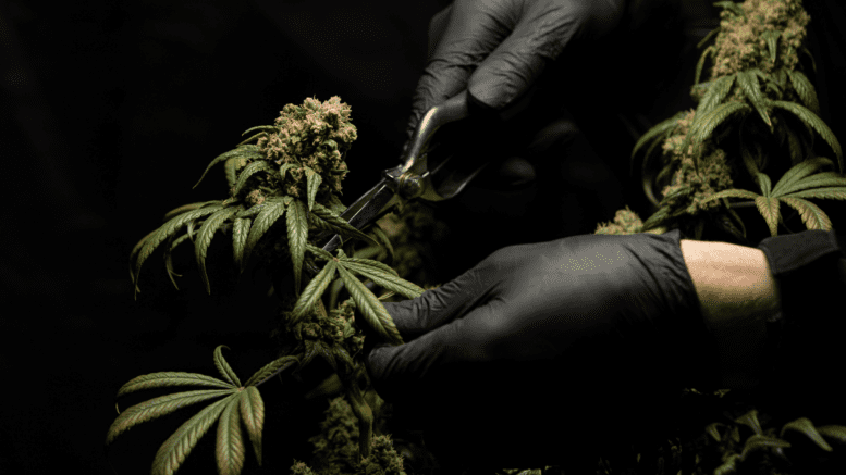Photo of an individual cutting cannabis leafs
