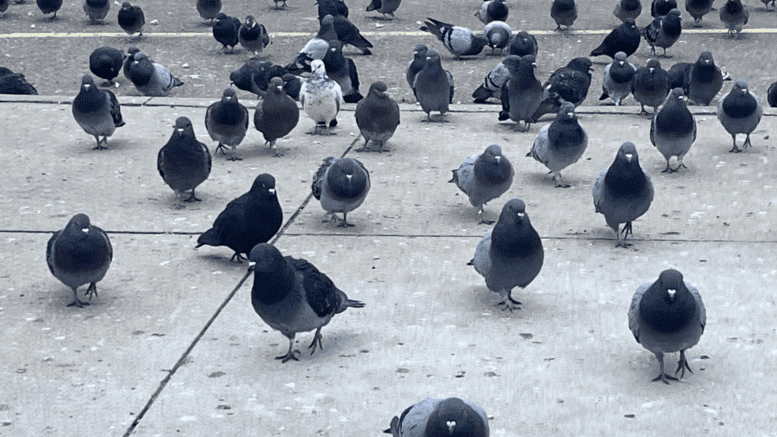 Pigeons crowding a parking lot behind a TTC bus stop. (Faryat Tabassum/Toronto Observer)