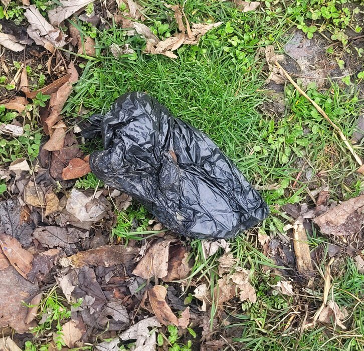 A bag of dog poop sits among the grass and leaves.