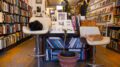 Two cats named Frodo and Pippin lounging in chairs in Arcadia Art and Rare Books at 232 Queen St E, Toronto, ON in April 2024. (Mohit Sharma/Toronto Observer) 