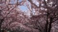 Cherry blossoms captured at peak bloom on April 16, 2024, outside John P. Robarts Research Library.